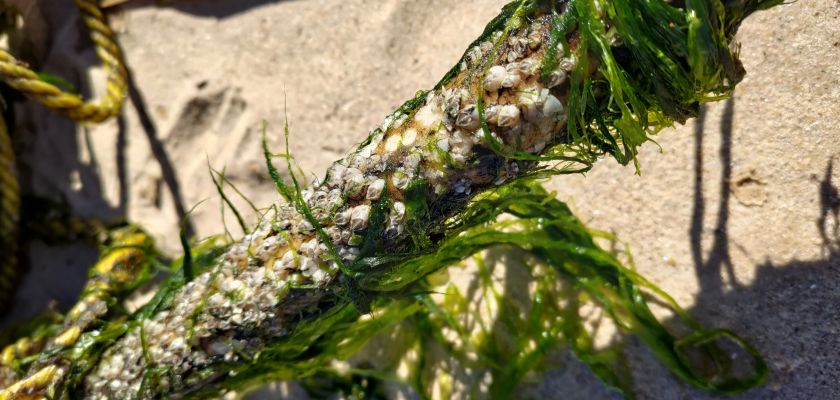 Algae. LHEI